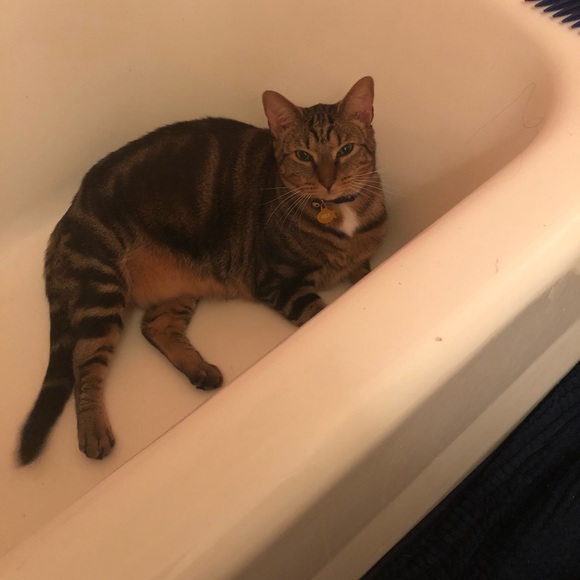 Meet your Posher, Corinne- Crazy Cat Mom - Picture 5 of 6